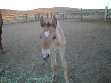 Chiquita's Filly